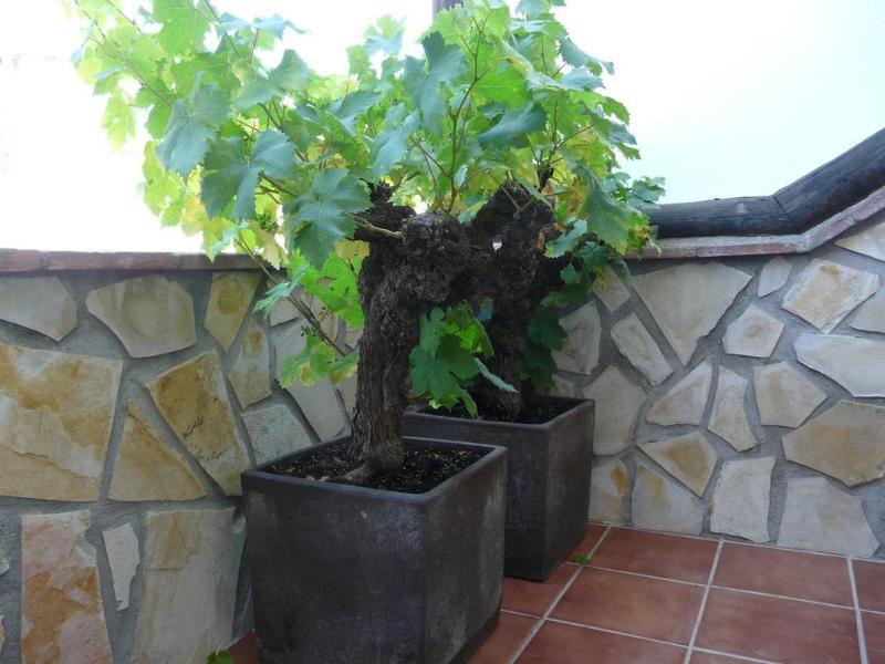 Hostal Palomares سالوبرينيا المظهر الخارجي الصورة